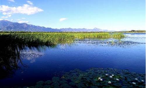 野鸭湖湿地公园观鸟_野鸭湖湿地公园观鸟图